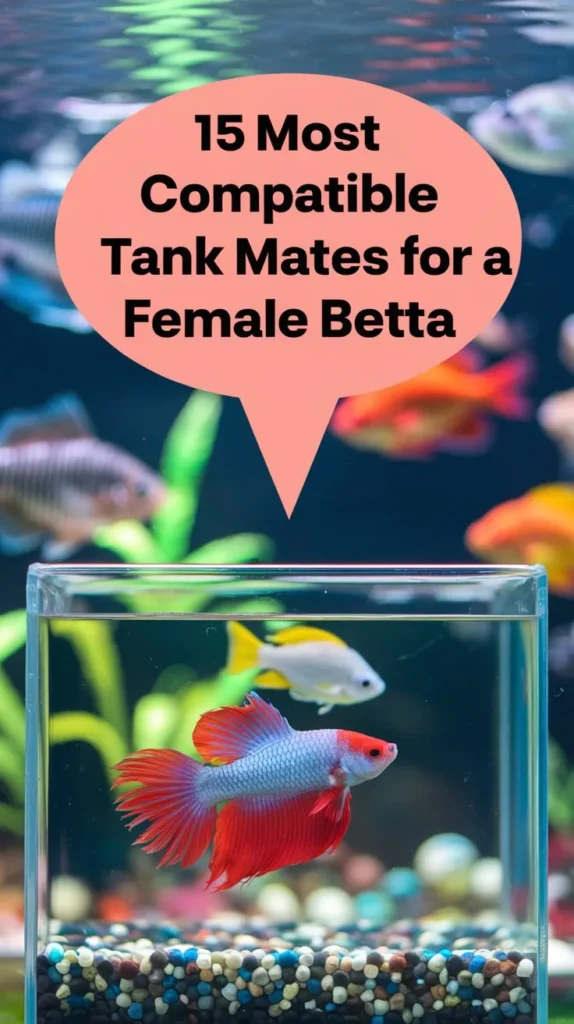 15 Best Tank Mates for a Female Betta Fish in a 10-Gallon Tank