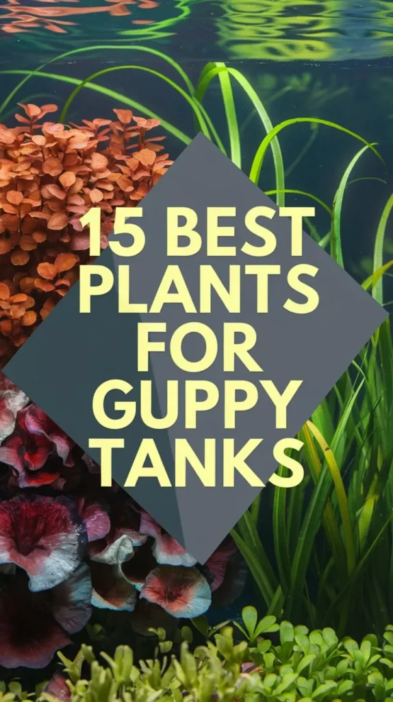 15 Excellent Plants for Guppy Tanks to Keep Them Healthy