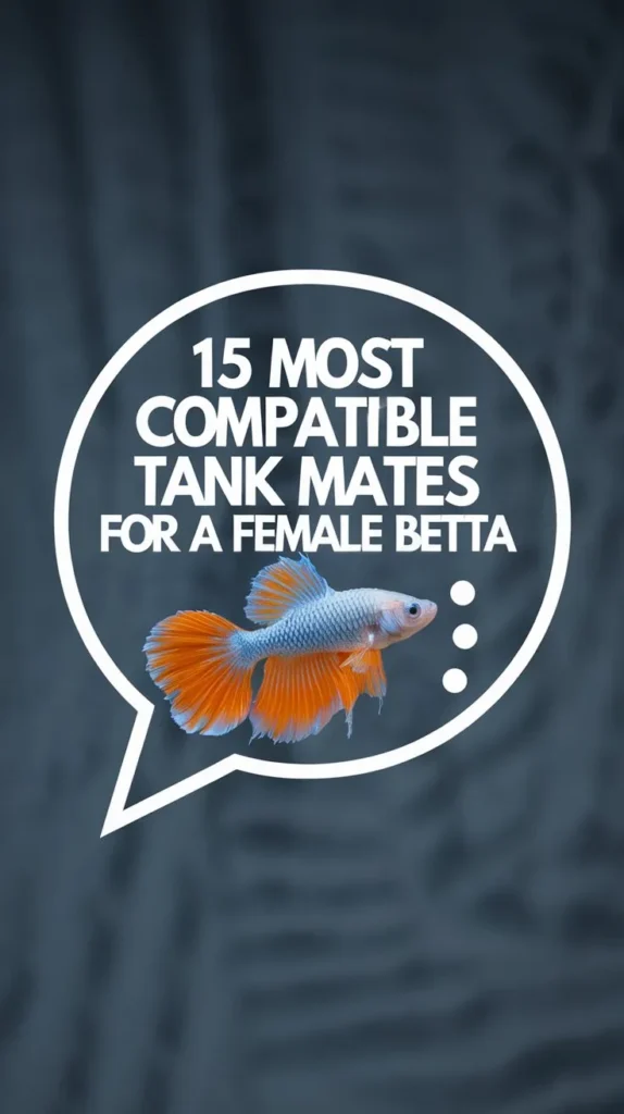 15 Best Tank Mates for a Female Betta Fish in a 10-Gallon Tank